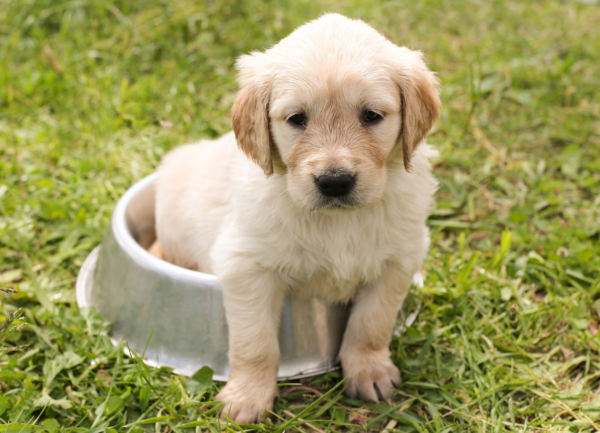 Wie lange kann ein Hund alleine bleiben? Wir klären auf