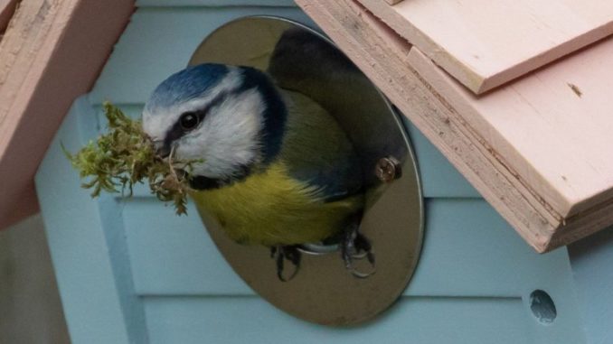 Nistkästen für Vögel