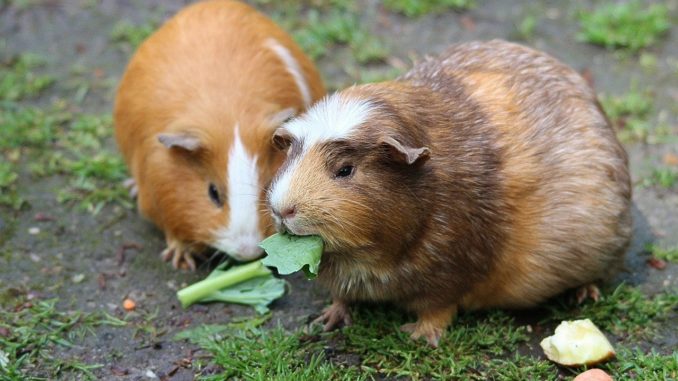 wie alt werden meerschweinchen