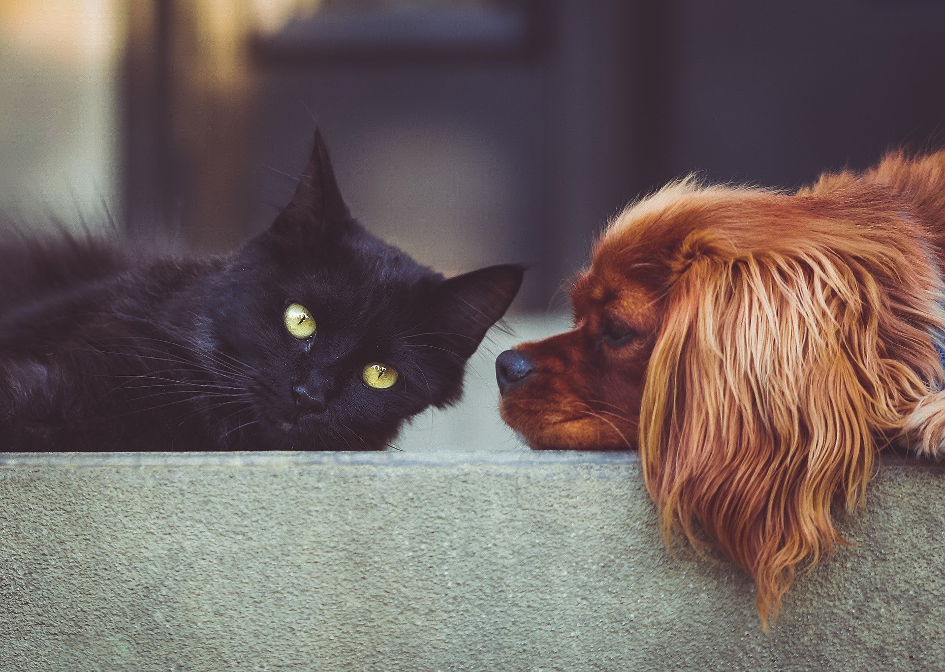 When is it worth taking out animal health insurance for your pet?