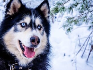 husky-rasse-weitverbreitet