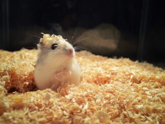 nagetiere-hamster